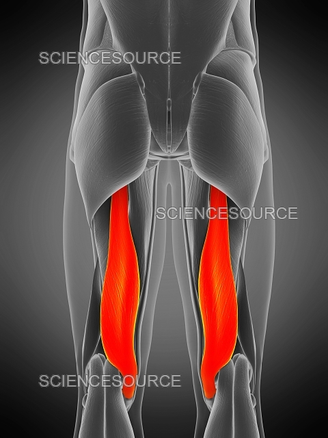 <p>extends thigh and flexes leg</p>