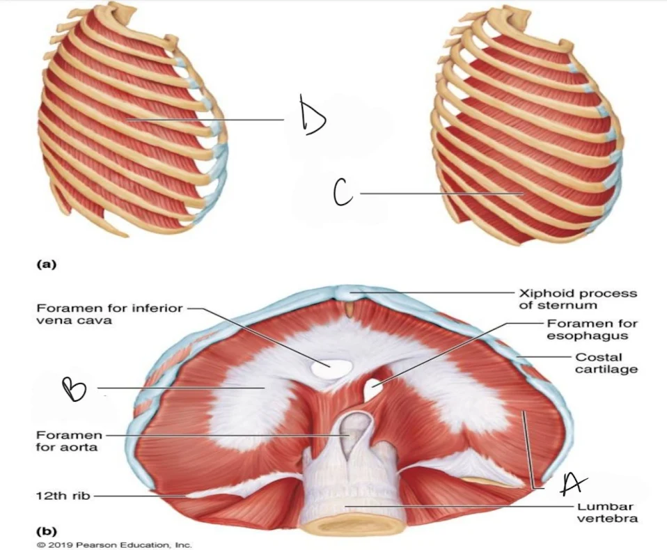 <p>central tendon of diaphragm</p>