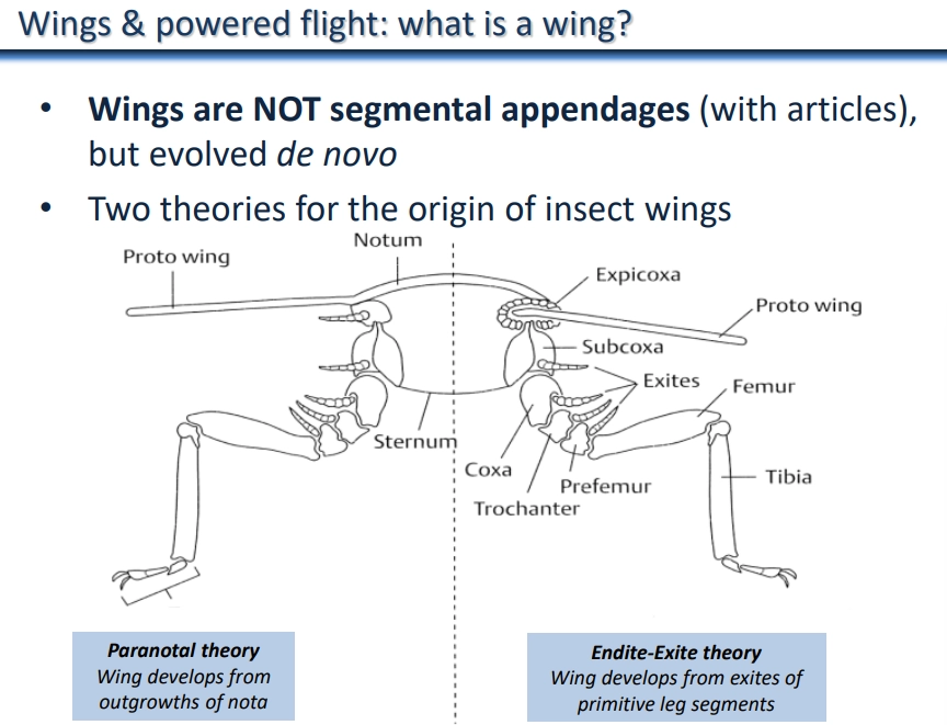 <ul><li><p>wings are though to have <strong>evolved once </strong>in the hexapoda/insects (ectognatha class), in the <strong>pterygota </strong>subclass</p></li><li><p>in many cases the one or both of the two pairs of wings have been lost, reduced or modified</p></li><li><p><strong>powered flight</strong>, which evolved four times across history, <strong>actively generates lift</strong> (not gliding etc.), by the power stroke and the recovery stroke- wing changes angle so that the lift isn’t cancelled out</p></li><li><p>the top of the wing is the leading edge, and the veins of cuticle strengthen them</p></li></ul><p>wings are <strong>not appendages</strong>, they evolved de novo, by two theories:</p><ul><li><p><strong>paranotal theory-</strong> wing develops from outgrowths of nota</p></li><li><p><strong>endite-exite theory-</strong> wing develops from exites of primitive leg segments</p></li></ul><p></p><p>they likely evolved from a <strong>gliding ancestor</strong>:</p><ul><li><p>fixed angle, <strong>non-flapping wing </strong>generates lift for gliding</p></li><li><p><strong>hinge, venation, muscle</strong> and higher <strong>respiration</strong>/metabolism needed to develop flapping flight</p></li><li><p><strong>folding </strong>of wings in non-paleopterans opened up more habitats/niches</p></li><li><p><strong>asynchronous muscle</strong>, which needs just a single nerve impulse, evolved independently multiple times to increase wing beat frequency + decrease body size</p></li></ul><p></p>