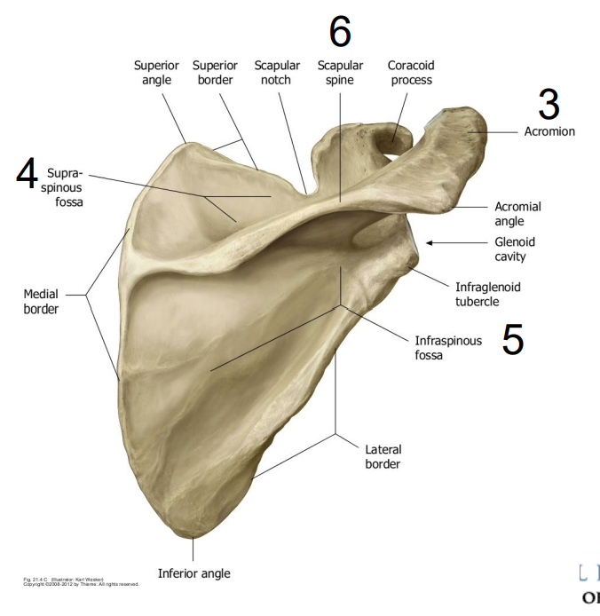 <ul><li><p>The most superior process in this bone</p></li><li><p>Seen in all angles of the scapula</p></li><li><p>This is the<span style="color: yellow;"><strong> a part of the scapula that articulates with the clavicle</strong></span></p></li></ul><p></p>