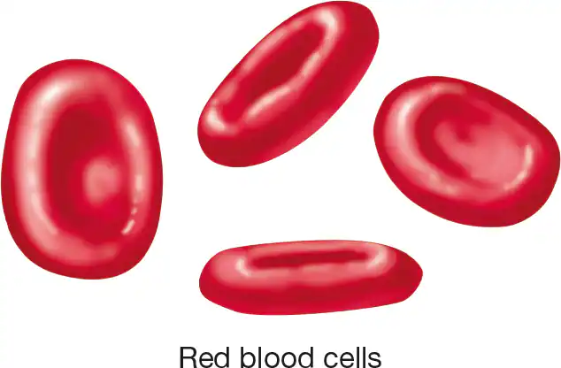 <p>Erythrocytes, or red blood cells (RBCs), are _____ disks that are enucleated.</p>