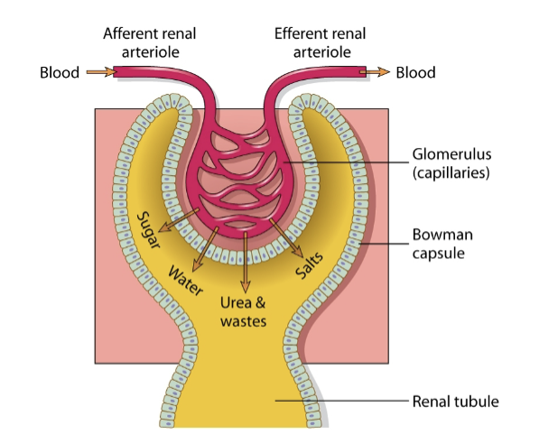 <p>glomerulus and glomerular/Bowman capsule</p>