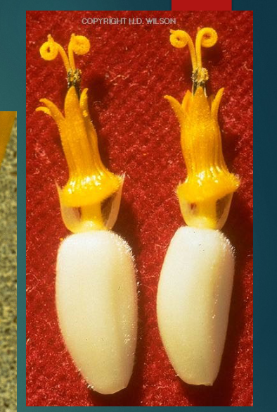 <p><span style="color: rgb(255, 255, 255);">white structure is ovary; Note curled styles at top    (ASTERACEAE)</span></p>