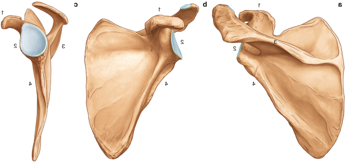 <p>name and side this bone </p>