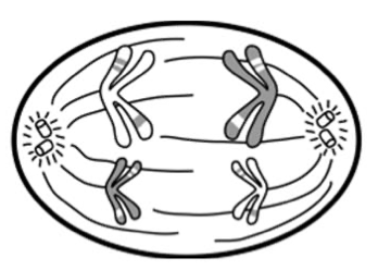 <p>What stage of meiosis is this?</p>