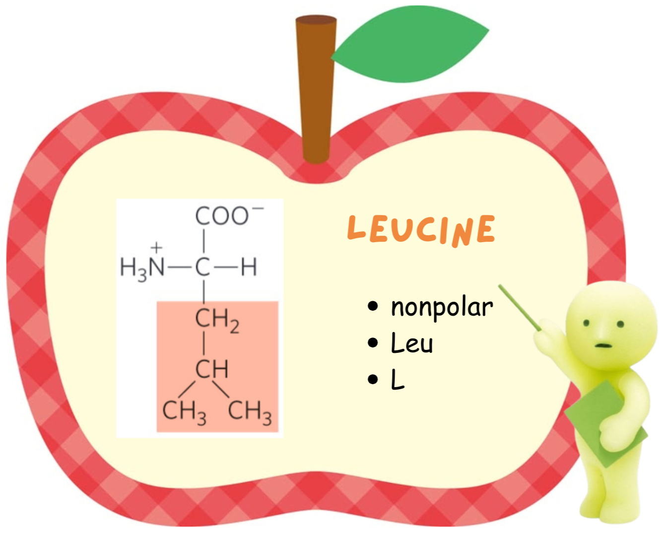 <ul><li><p>Leucine</p></li><li><p>Leu</p></li></ul><p></p>