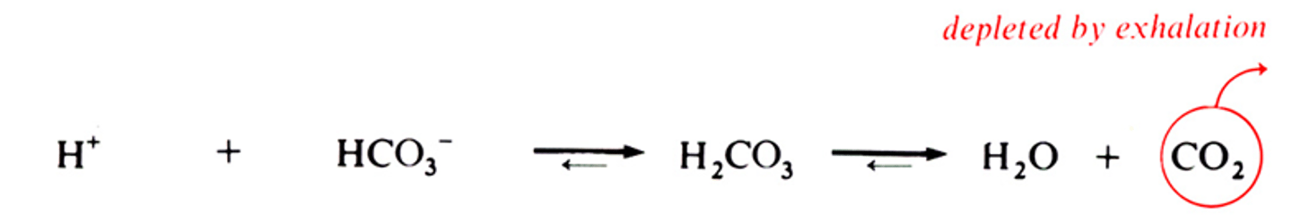 <p>H2O + CO2 <--(carbonic anhydrase)---> H2Co3 <----> H+ + HCO3-</p>