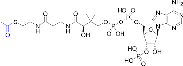<p>Acetyl group connected to CoA via a thioester bond; the energy comes from the thioester bond, which is favorably hydrolyzed</p><ul><li><p>Thioester bond is high-energy because it offers less resonance stabilization with the C=O group</p></li></ul><p></p>