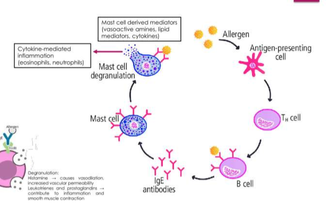 <ul><li><p>Body was already sensitised to allergen</p></li><li><p>IgE antibodies specific allergen protein were previously produced.</p></li><li><p>IgE antigens were already bound to mast cells</p></li><li><p>Upon re-exposure, the <span style="color: inherit;">allergen<strong> cross-linking</strong></span>, causing immediate <span style="color: inherit;">degranulation </span>and release of histamine, leading to rapid onset of symptoms</p></li></ul><p></p>