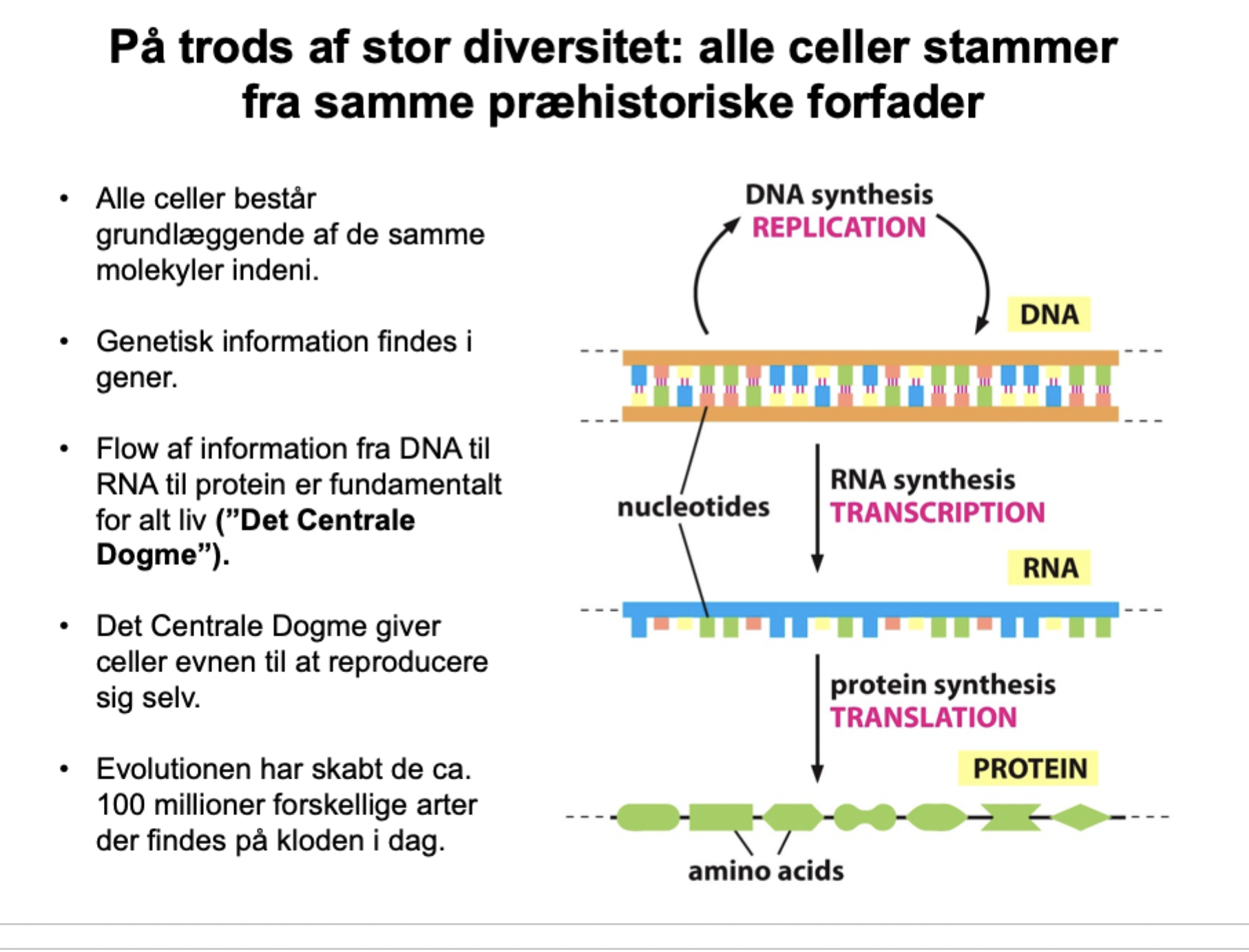 <p>1) <strong>Replikation:</strong> DNA → nyt DNA.</p><p><br></p><p>2) <strong>Transkription:</strong> DNA → RNA.</p><p><br></p><p>3) <strong>Translation:</strong> RNA → Proteiner (cellens "arbejdsheste").</p>