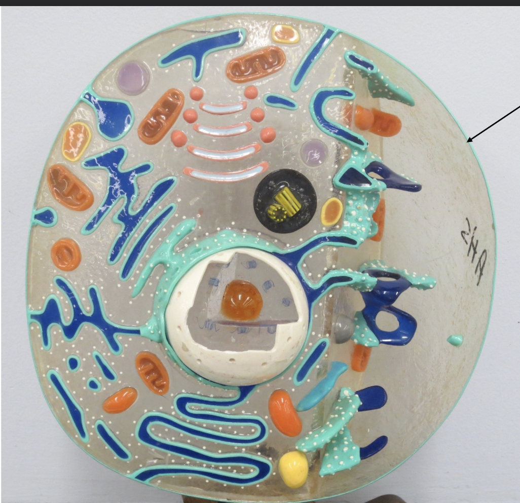 <p>What Organelle is this ?</p>