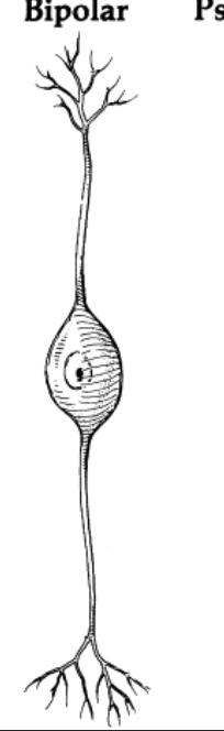 <p>axon and one main dendrite stem; ex: in retina, limited inputs and low surface area therefore each input contributes more to firing action potential or not</p>