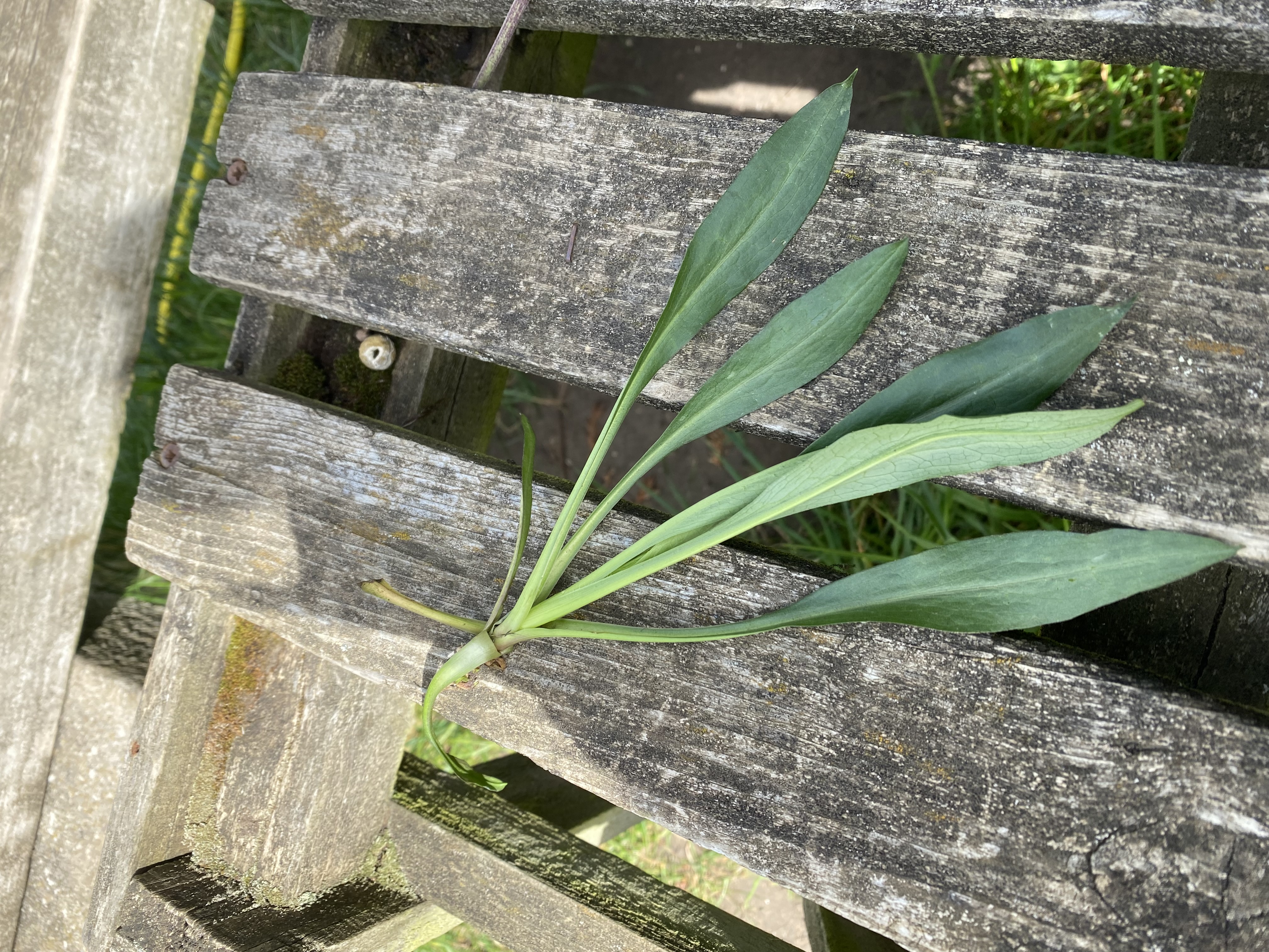 <p><em>Symphyotrichum novi-belgii</em> 'Lady in Blue': deciduous, evergreen or what?</p>