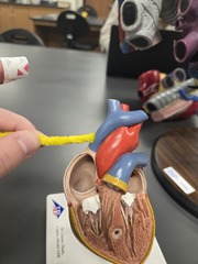 <p>What is this?</p>
