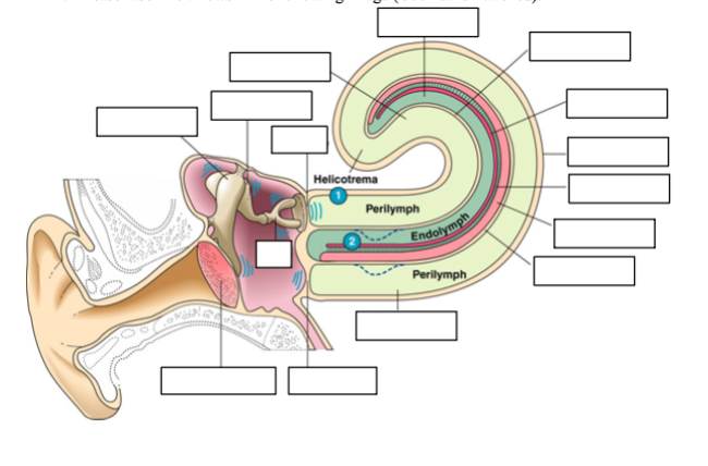 <p>Please label the arrows in the following image (Cochlea is flattened). </p>