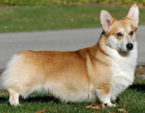 <p>welk type hond is dit</p>