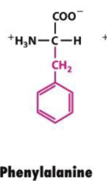 <p>Phe or F</p>