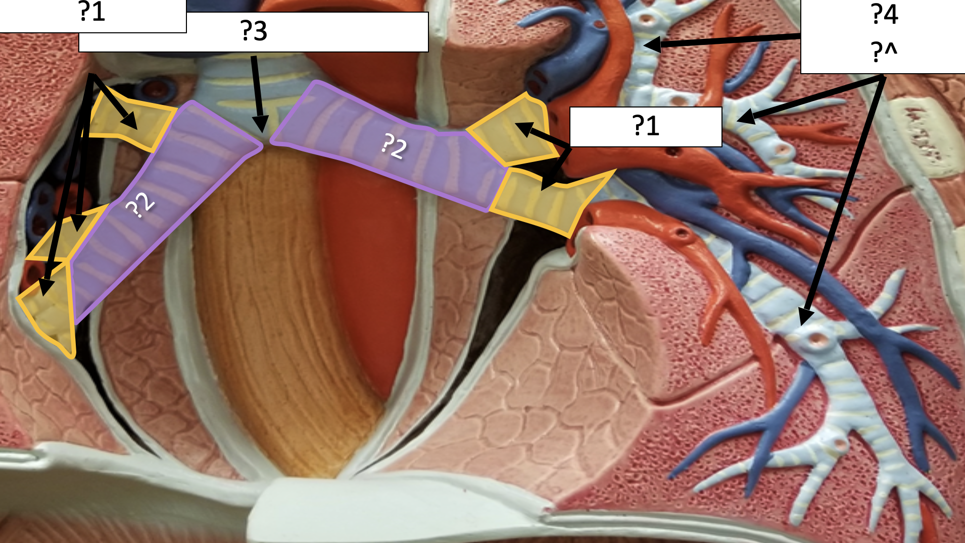 <p>1 Name the structure? </p>