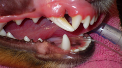 <p>Which class of malocclusion describes a tooth in its anatomically correct position in the dental arch BUT abnormally angled in a mesial direction?</p>