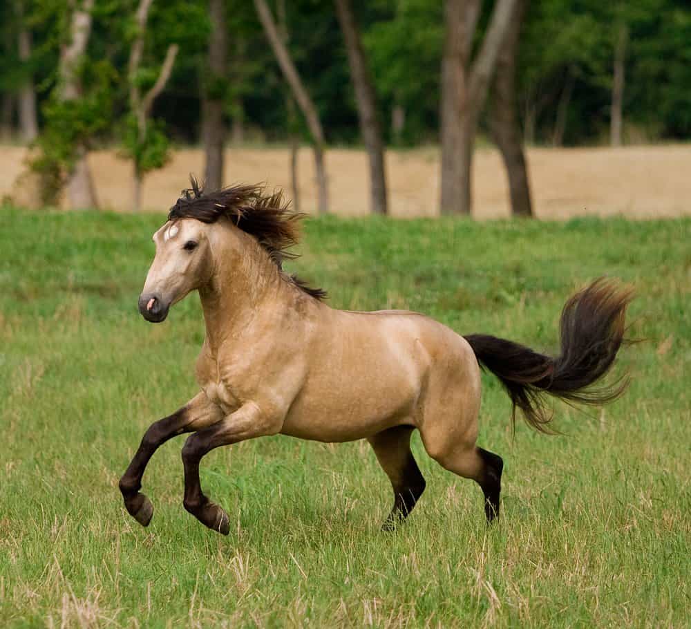 <p>Buckskin</p>