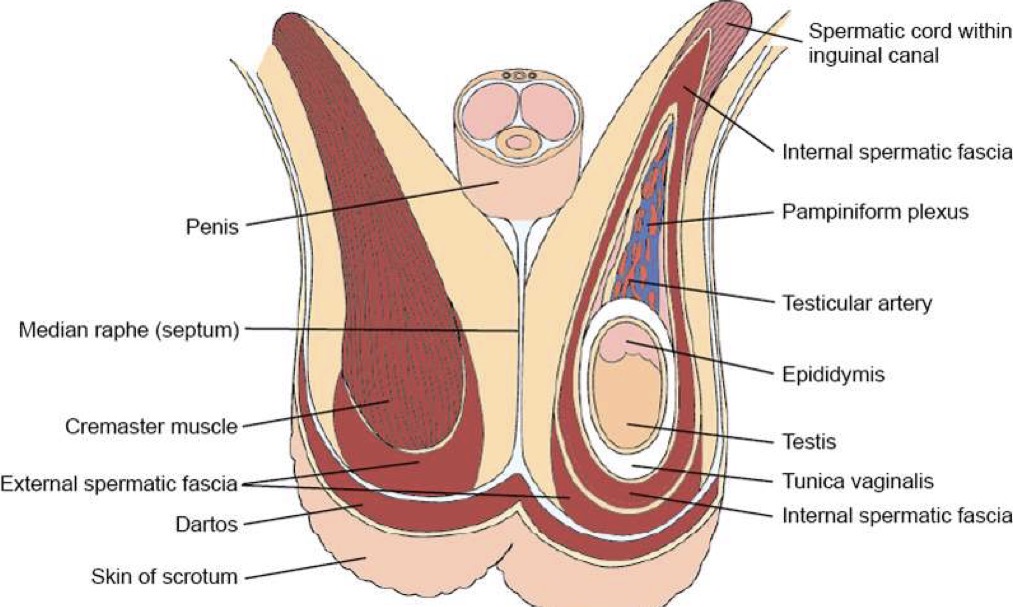 <p>Surrounds each testicle and extends into abdomen over spermatic cord; covered by cremaster fascia; contraction of cremaster muscle performs the important function of regulating temperature of testicles</p>