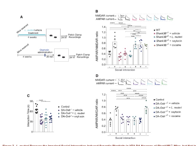 <p>In normal mice, having a positive social interaction physically strengthens synapses (connections between neurons) in the brain's reward center (the VTA — ventral tegmental area). This is called long-term potentiation (LTP) and essentially means the brain "rewards" social interaction. In ASD mice, this synaptic strengthening after social interaction was completely absent — socializing didn't trigger the reward response. After <em>L. reuteri</em> treatment, the reward response was restored. But — and this is key — when oxytocin receptors were genetically deleted from dopamine neurons in the reward center (DA-Oxtr⁻/⁻ mice), neither <em>L. reuteri</em> nor oxytocin could fix the social deficits or restore the reward response. This proves oxytocin signaling in the reward circuit is the essential final step through which the probiotic works.</p>