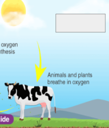 <p>oxygen cycle: name the step</p>
