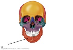 <p>chin</p>