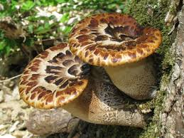 <p><strong>(<em>Cerioporus squamosus</em>)</strong> – Large tan cap with dark scales, cucumber smell. Logs. <strong>Saprophyte.</strong><br><strong>Uses:</strong> Edible when young.</p>