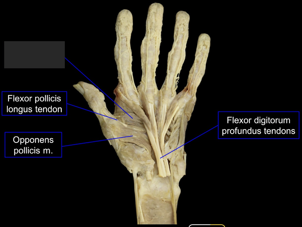 <p>what is this tagged area? What is the muscles, origin, insertion, innervation, and main actions? </p>