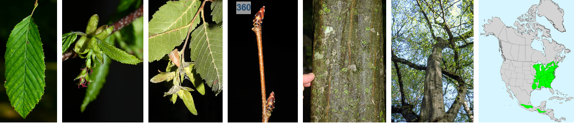 <p>boxy white brown bud, inconspicuos doubly cerrate, very slim twig, less lentisils,m mature bark is tight and grey, yellow catkins, flauting/muscle tree</p>