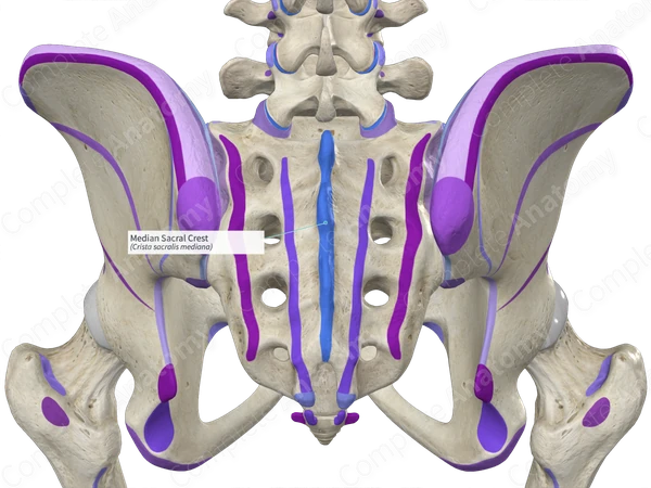 <p>Median Sacral Crest (blue in center)</p>