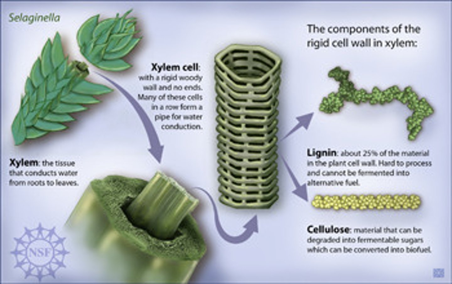 <p>A physical plant defence that is a polymer which hardens cell walls by strengthening it, killing the cell. Waterproof and indigestible</p>