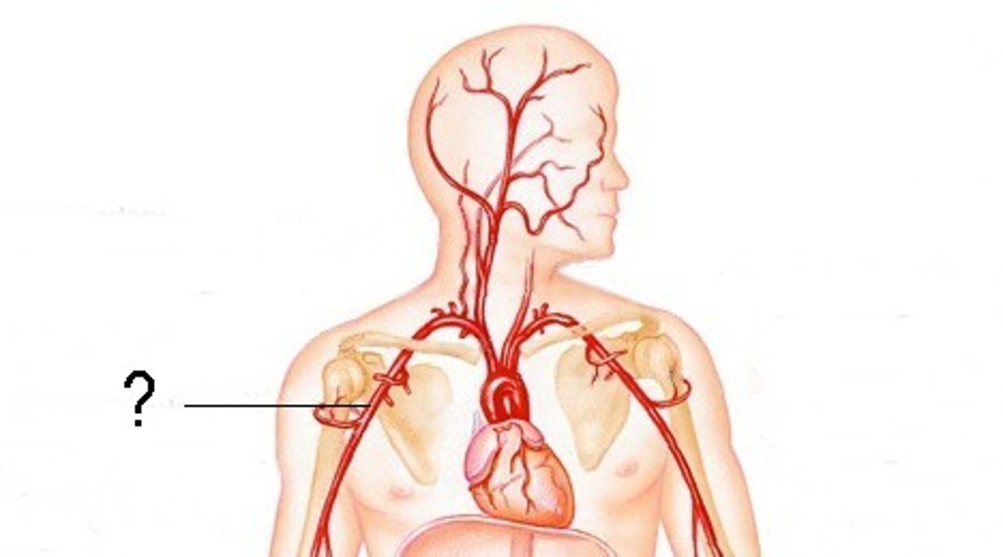 <p>axillary artery</p>
