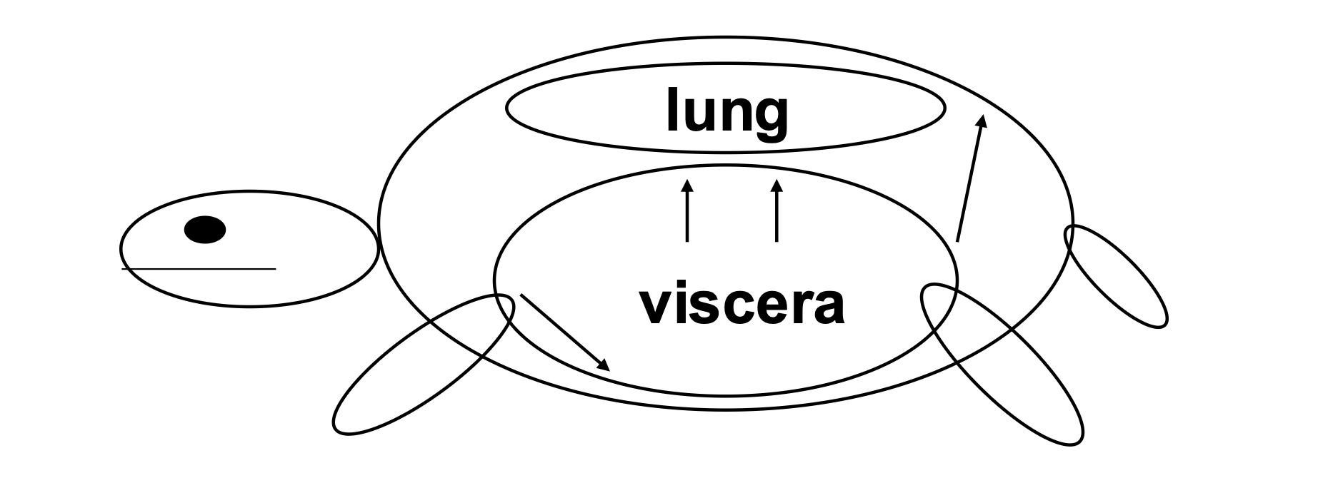 <p>Muscles move viscera to increase and decrease pressure in lungs instead of ribcage expanding and contracting </p>
