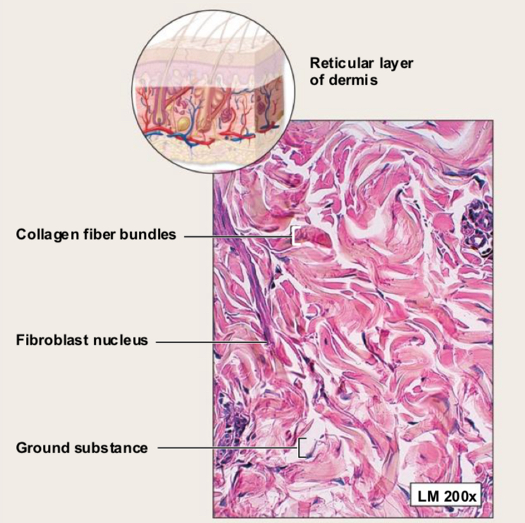 <p>Dense Irregular Connective Tissue (Structure)</p>
