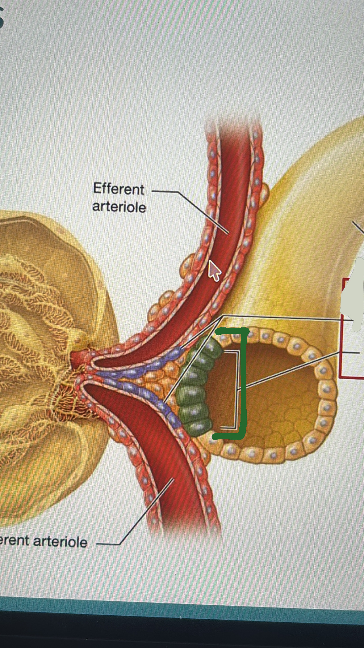 <p>juxtaglomerular apparatus</p>