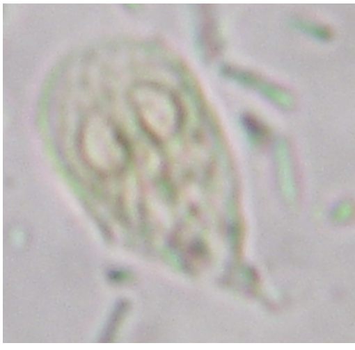 <p>swimming organism, from a dog</p>