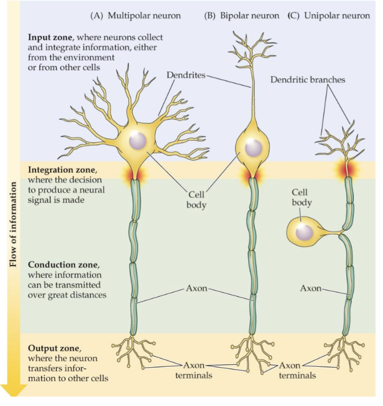 <ol><li><p>Multipolar: Many dendrites, single axon</p></li><li><p>Bipolar: One dendrite, one axon</p></li><li><p>Unipolar: A single extension that branches in two directions</p></li></ol><p></p>