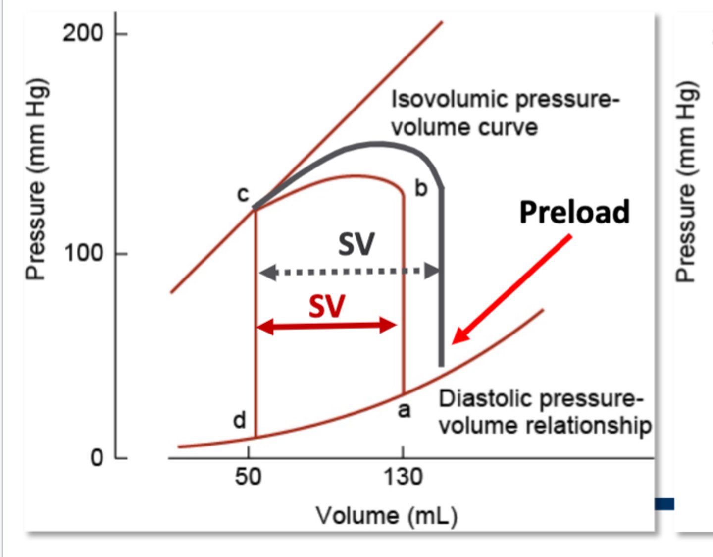 <p>Explanation: Preload refers to the amount of blood you start with (end-diastolic volume). In the previous example, we started with 130 mL of blood. But the gray line shows us what would happen if there was a higher preload, so 150 mL of blood instead. When you start with more blood, you can pump out more since you want to end up with the same volume after ventricular ejection is finished (this is called the end-systolic volume). In this case, the end-systolic volume is 50 mL. So if you start with 150 mLs of blood instead of 130 mL, and want to end up with 50 mL, you end up ejecting 100 mLs of blood instead of 80 mLs, so there is a higher stroke volume again.</p>