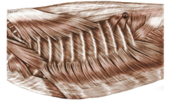 <p>-fibers directed cranioventral from the cranial border of the preceding ribs</p>