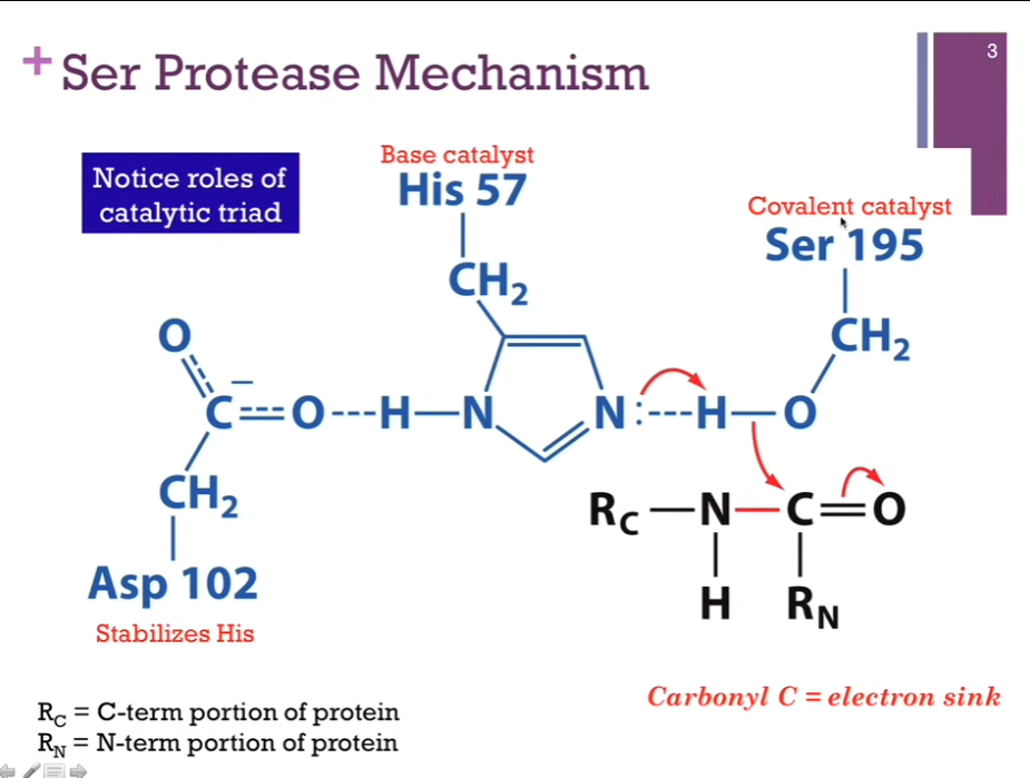<p>Catalytic triad in blue. Active site (?). Covalent catalyst = Ser 195. Base catalyst = His 57. Stabilizes His = Asp 102 (by hydrogen bond).</p><p>Substrate in black. <strong>Peptide bond to be broken is in red. Call the bond to be broken = the scissile (like scissors) bond. Interesting!!</strong></p><p>R_C = The C terminal part of our peptide. R_N = the N terminal part of our peptide. Our peptide bond is somewhere within the peptide. Step 1.) His acts as a base catalyst to extract a proton from Serine. <strong>As it does so, that H will break its bond with oxygen!! and that allows the oxygen atom to form a NEW bond with carbon!! </strong>Slides: 1.) His <strong>EXTRACTS H+ from Serine to make it more nucleophilic</strong>; Ser-O- attacks carbonyl <strong>of peptide bond</strong>!!</p>