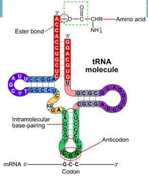 <p><strong>tRNA (transfer RNA)</strong> is a small RNA molecule that carries specific <strong>amino acids</strong> to the ribosome during protein synthesis.</p><p>Key points:</p><ul><li><p>It has about <strong>70–90 nucleotides</strong>.</p></li><li><p>It folds into a structure with <strong>three loops</strong> and paired regions.</p></li><li><p>The <strong>3′ end has ACC</strong> and a free <strong>–OH group</strong>, where the amino acid attaches.</p></li><li><p>The <strong>anticodon</strong> is a sequence of <strong>three nucleotides</strong> that pairs with the complementary <strong>mRNA codon</strong>.</p></li><li><p>This ensures the correct amino acid is added to the growing protein.</p></li></ul><p></p>