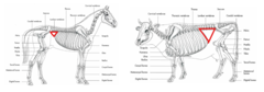 <p>because they have more ribs (18 pairs in horse and 13 pairs in ox)</p>