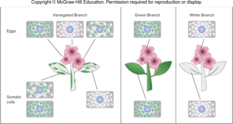 <p>a certain fraction of wild-type organelles is sufficient for the normal phenotype</p><p>in four-o-clocks, heteroplastic cells make enough chlorophyll to be green</p>