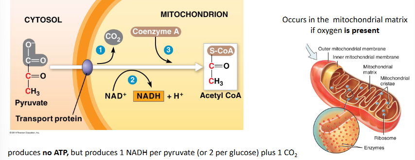 <ul><li><p>pyruvate oxidation to form acetyl CoA</p></li><li><p>this step links glycolysis to the citric acid cycle</p></li><li><p>occurs in the mitochondrial matrix if oxygen is present</p></li><li><p>produces no ATP, but produces 1NADH per pyruvate (or 2 per glucose) plus 1 CO<sub>2</sub></p></li><li><p>the 2 carbon acetyl CoA molecule is able to enter the nitric acid cycle</p></li></ul><p></p>