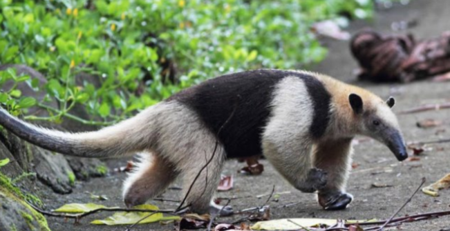 <p>What animal is this </p>