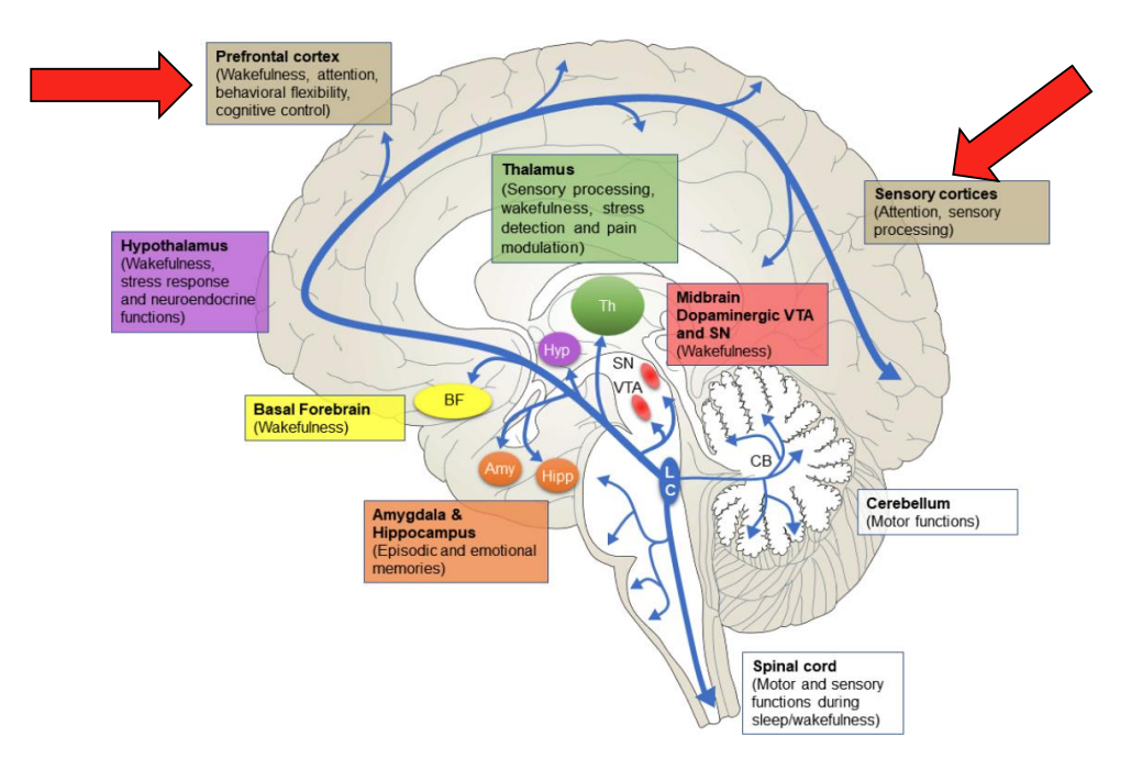 <ul><li><p>function of NA signaling in attention → in PFC + sensory cortices</p></li></ul><p></p>