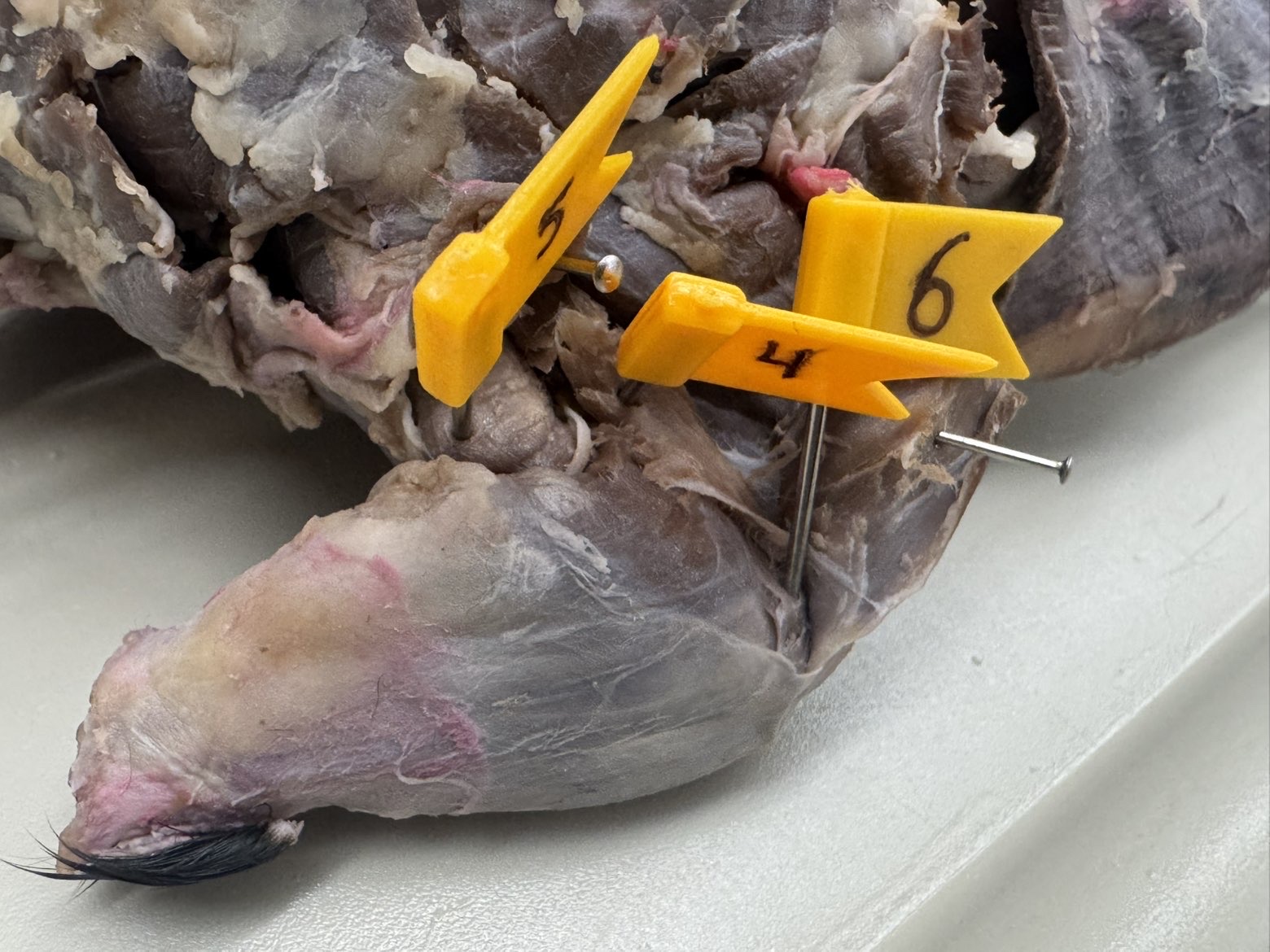 <p>Numbers:</p><p>4</p><p>5</p><p>6</p>