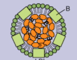 <p>Which lipoprotein is this?</p>